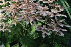 Rodgersia aesculifolia