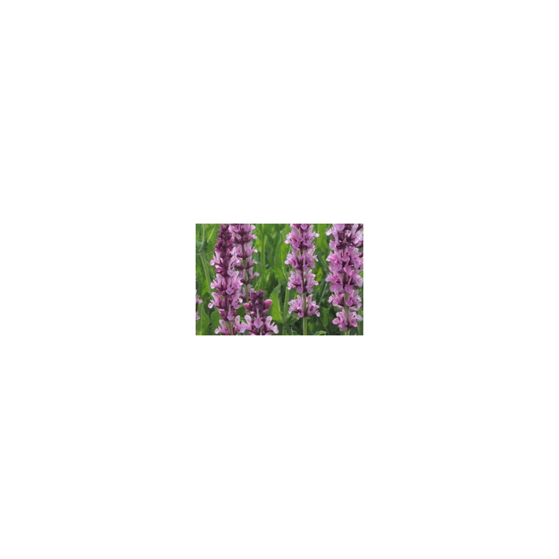 Salvia nemorosa 'Rosenwein'