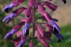 Salvia semiatrata