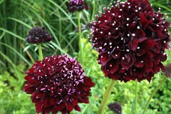 Scabiosa atropurpurea