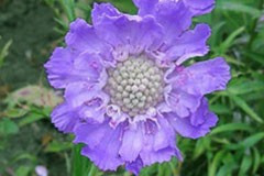 Scabiosa caucasica 'Blue Queen'