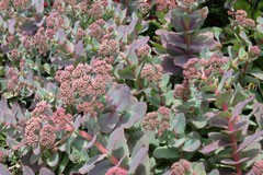 Sedum ruprechtii