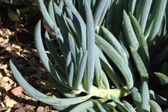 Senecio serpens 'Blue Chalk'