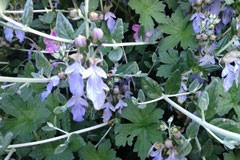 Teucrium fruticans