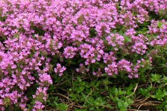 Thymus coccineus