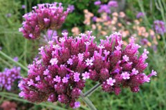 Verbena bonariensis