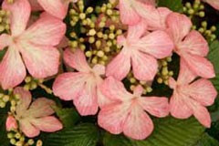 Viburnum 'Pink Beauty'