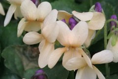 Viola sulphurea
