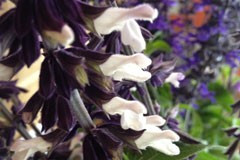 Salvia 'Megans Magic'