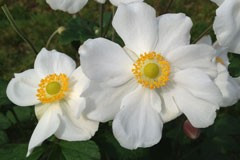 Anemone 'Honorine Jobert'