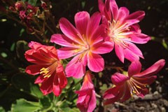 Lewisia cotyledon