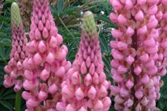 Lupinus 'Russells Nanum Pink'