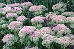 Sedum 'Autumn Joy'