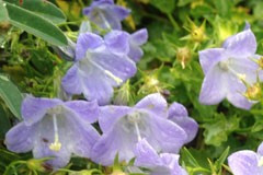 Campanula 'Pixie'