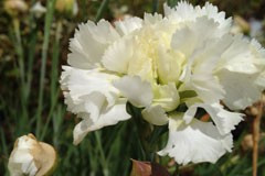 Dianthus 'Mrs Sinkins'