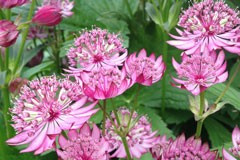 Astrantia major 'Ruby Cloud'