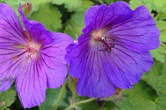 Geranium peloponnesiacum