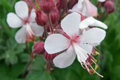 Geranium macrorrhizum album