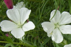 Geranium sanguineum 'Album'