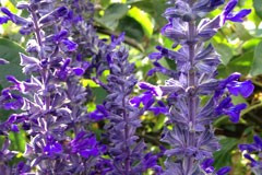 Salvia 'Indigo Spires'