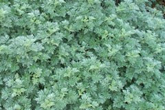 Artemesia 'Powis Castle'