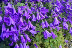 Campanula muralis