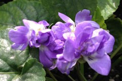 Viola 'Lady Hume Campbell'