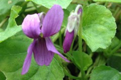 Viola 'Velvet Queen'