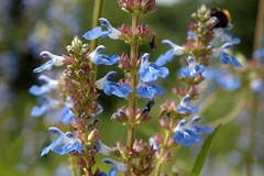 Salvia 'African Sky'