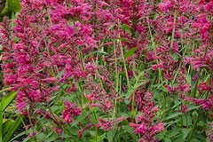 Agastache mexicana 'Sangria'