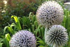 Echinops 'Arctic Glow'