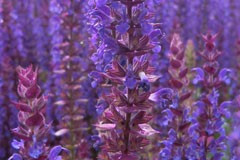 Salvia nemorosa 'Violet Queen'