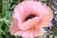 Papaver orientale 'Betty'