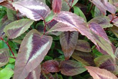 Persicaria 'Red Dragon'