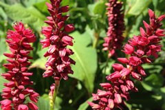 Persicaria 'Taurus'