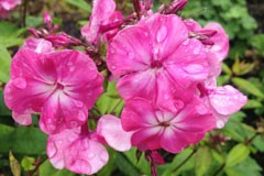 Phlox 'Otley Choice'