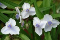 Tradescantia 'Osprey'