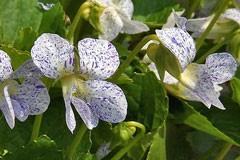 Viola sororia 'Freckles'