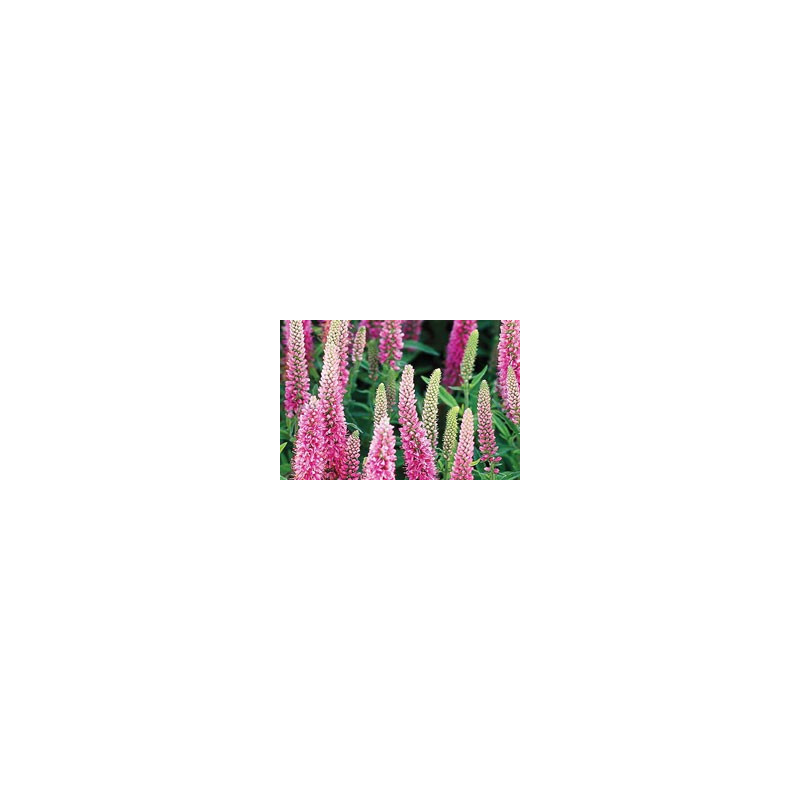 Veronica longifolia 'Rose pink'' 