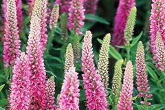 Veronica longifolia 'Rose pink'' 