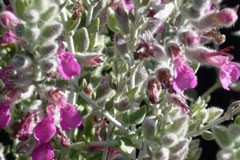 Teucrium marum