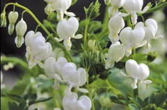 Dicentra spectabilis 'Alba'