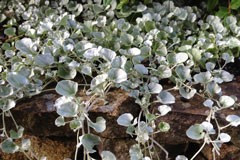 Dichondra 'Silver Falls'