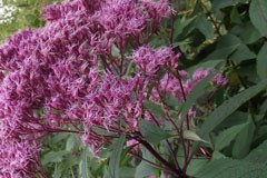 Eupatorium maculatum 'Purpureum'