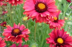 Gaillardia 'Burgunder'