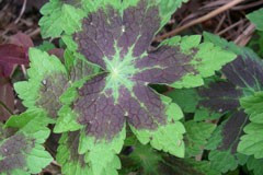 Geranium 'Samobor'