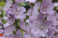 Campanula latiloba 'Hidecote Amethyst'