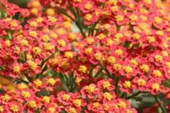 Achillea 'Wallter Funke'