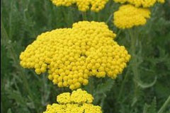 Achillea clypeolata