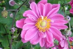 Anemone 'Pamina'